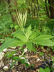 Зубянка девятилистная