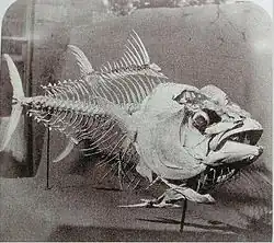 Льюис Кэрролл. Скелет голубого тунца, пойманного близ острова Мадейра, 1857