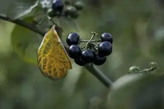 Плоды санберри