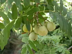 Рябина домашняя (Sorbus domestica): незрелые плоды и листья
