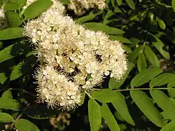 Цветки рябины обыкновенной