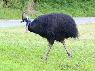 The southern cassowary