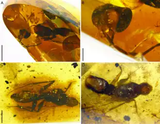 (a-b) †Rhabdogyna festiva (вид сверху и голова); (c) †Rh. elongata; (d) †Rh. prima (вид сверху). Масштабные линейки, a: 2 мм; b: 0,5 мм; c, d: 1 мм.