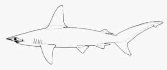 Западноафриканская молот-рыба