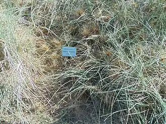 Spinifex longifolius