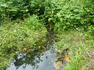 Родник, из которого вытекает Урал