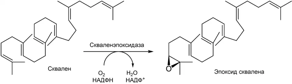 Образование эпоксида сквалена