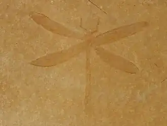 Steleopteron deichmuelleri