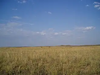 Степь в районе Балхаша. Лето.