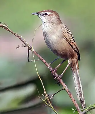 Болотная длиннохвостая камышовка