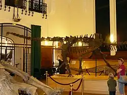 Скелеты динозавров в помещении института.