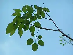 Листья розового ипе́ (Tabebuia impetiginosa)