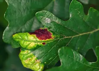 Лист дуба белого, поражённый Taphrina caerulescens