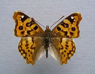 Многоцветница ионийская