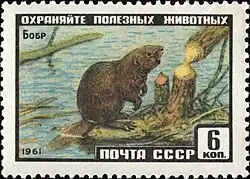 № 2536(1961-1-10)Обыкновен­ный бобр