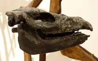 Череп Thoatherium crepidatum