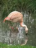 Фламинго