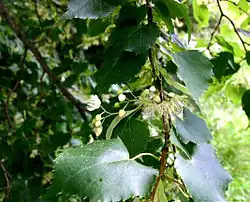 Липа сердцевидная (Tilia cordata)