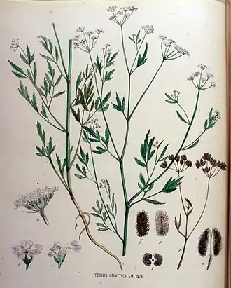 Цепкоплодник полевой