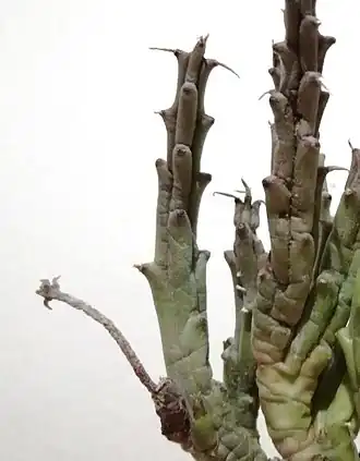 Tridentea gemmiflora