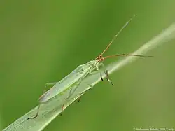 Trigonotylus ruficornis