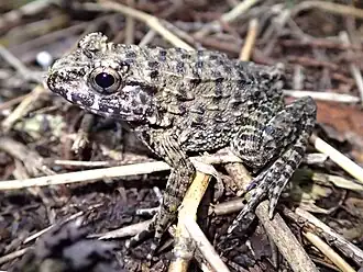 Бугорчатая лягушка