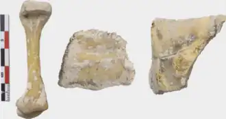 Типовой материал Geochelone atlantica Лопес-Хурадо, Матео и Гарсиа-Маркес, 1998 г., в коллекции Департамента биологии Университета Лас-Пальмас-де-Гран-Канария. Слева направо: голотип (DBULPGC 17, правое бедро), паратип (DBULPGC 18, вторая периферическая кость) и паратип (DBULPGC 19, третья периферическая кость; фото: Н. Эрнандес-Акоста).