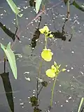 Utricularia aurea и Ipomoea aquatica