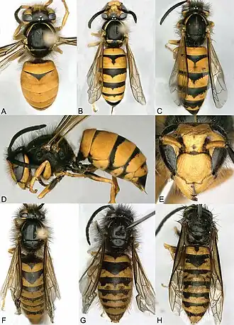 Рабочий (A–E), самец (F–H)