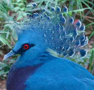 Веероносный венценосный голубь