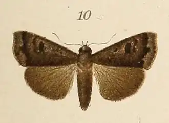 Anomis grisea(Erebinae, Anomis)