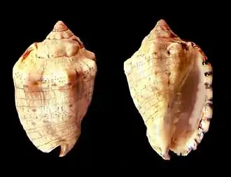 Раковина моллюска