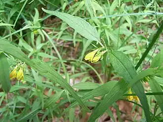 Марьянник лесной