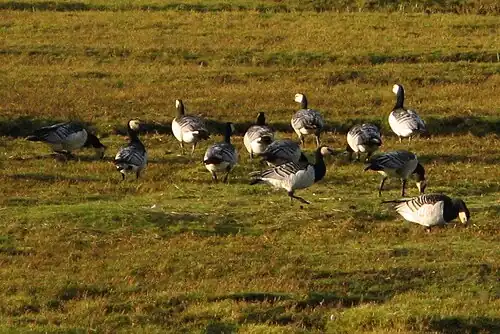 Белощёкая казарка