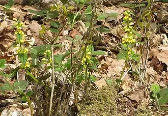 Яснотка зеленчуковая