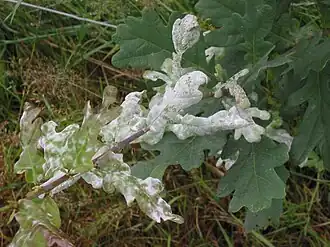 Эризифе дубовая (Erysiphe alphitoides)