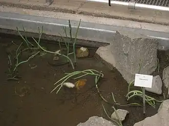 Модель зостерофиллума